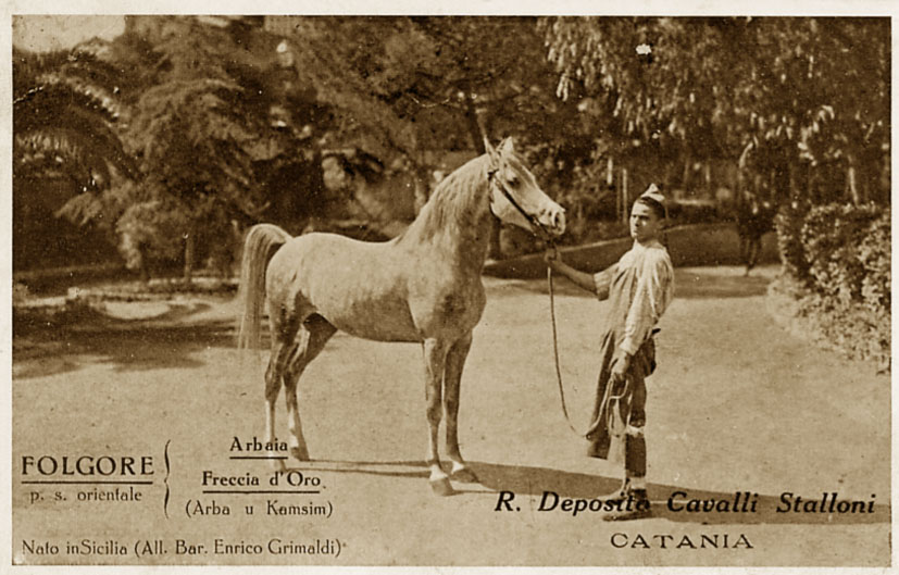 Purosangue-Orientale Horse